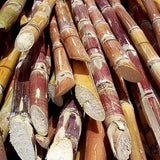 Canne à Sucre