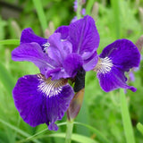 Iris