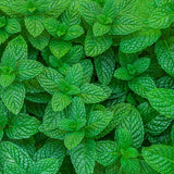 Menthe