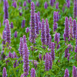 Patchouli