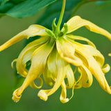 Ylang Ylang
