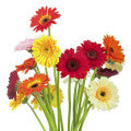 Notes de fleurs exotiques