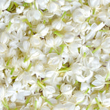 Jasmin