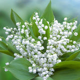 Muguet