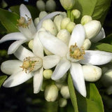 Fleur d'oranger