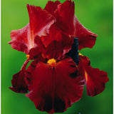 Iris Rouge