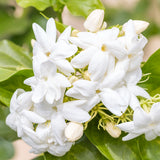 Jasmin Sambac