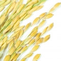 riz